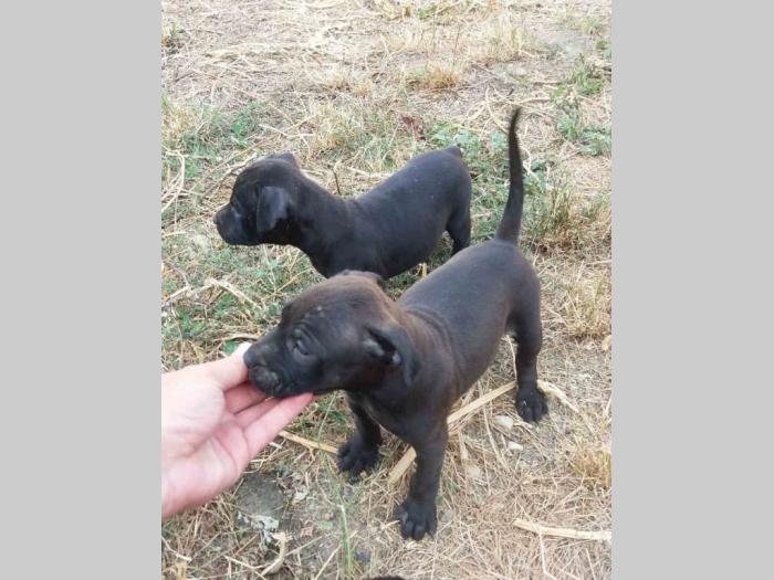 pit bul štenci na prodaju besplatni mali oglasi