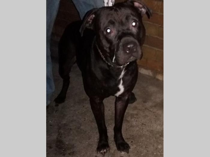 pit bul štenci na prodaju besplatni mali oglasi