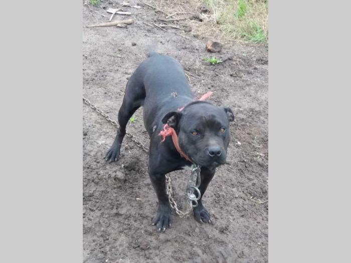 pit bul štenci na prodaju besplatni mali oglasi