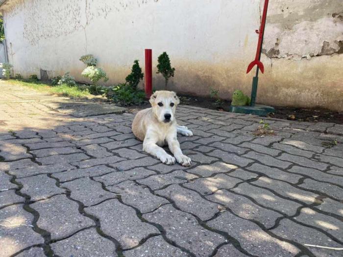 štene srednjeazijskog ovčara besplatni mali oglasi