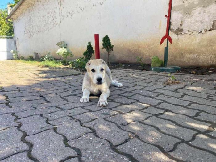 štene srednjeazijskog ovčara besplatni mali oglasi