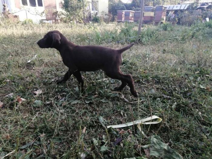 na prodaju štenci kratkodlakog ptičara besplatni mali oglasi