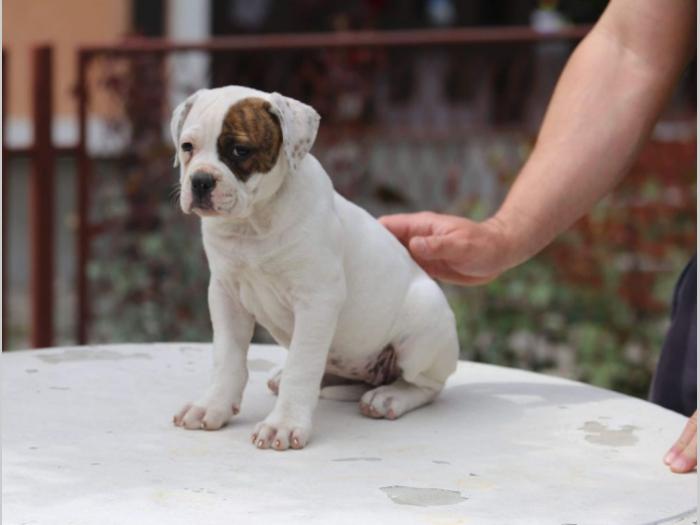 američki buldog prvobirano štene besplatni mali oglasi