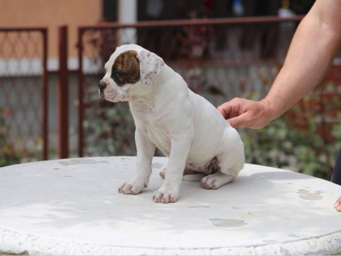 američki buldog prvobirano štene besplatni mali oglasi