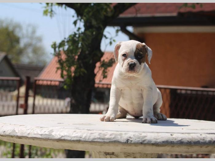 američki buldog prvobirano štene besplatni mali oglasi