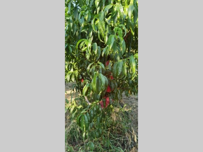 voćnjak i vinograd u banoštoru fruška gora besplatni mali oglasi