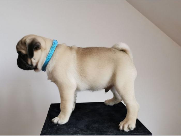 mops štenci besplatni mali oglasi