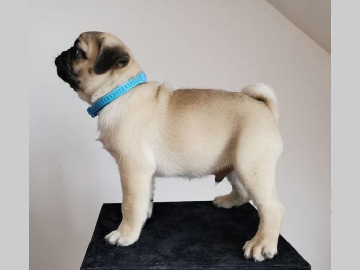 mops štenci besplatni mali oglasi