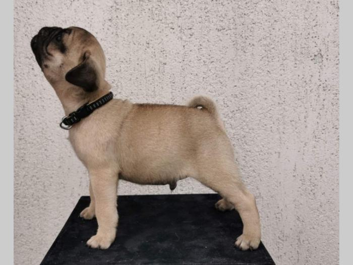 mops štenci besplatni mali oglasi