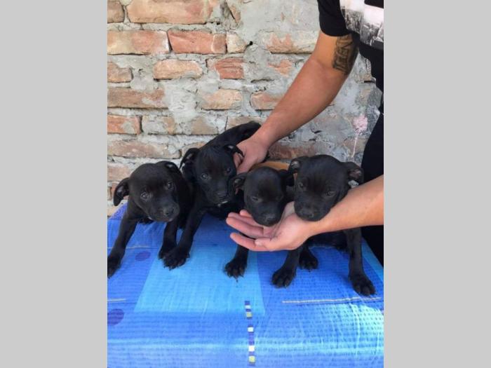 pit bul štenci na prodaju besplatni mali oglasi
