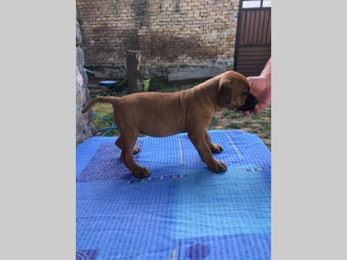 pit bul štenci na prodaju besplatni mali oglasi