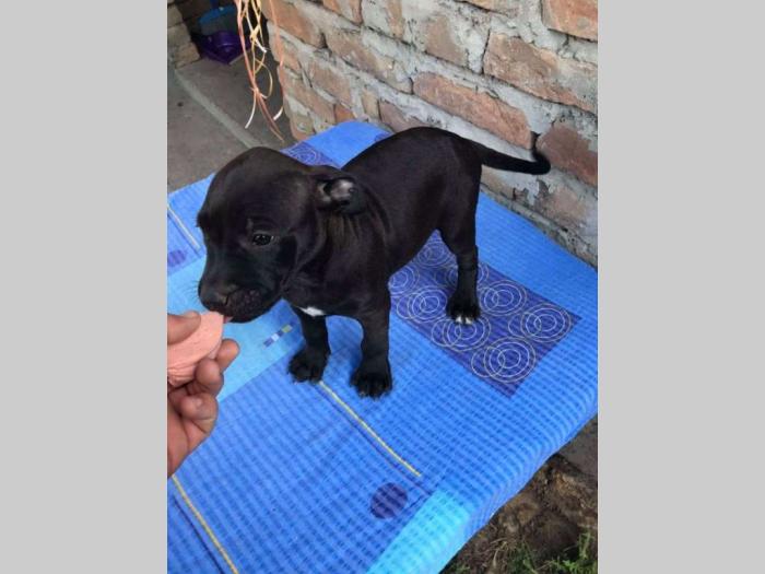 pit bul štenci na prodaju besplatni mali oglasi