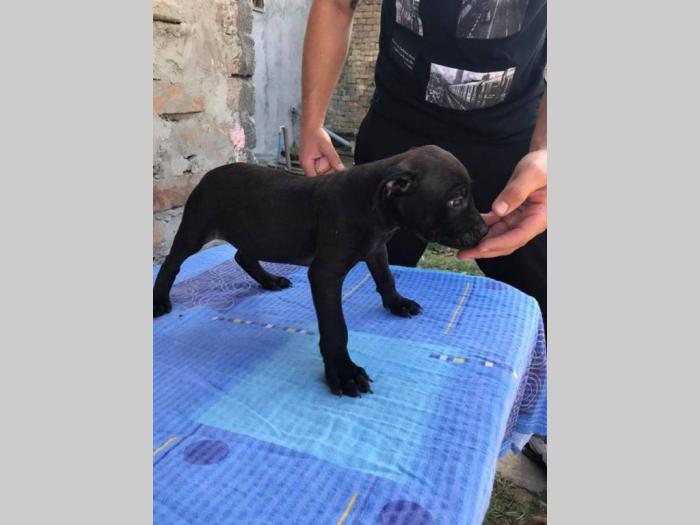 pit bul štenci na prodaju besplatni mali oglasi