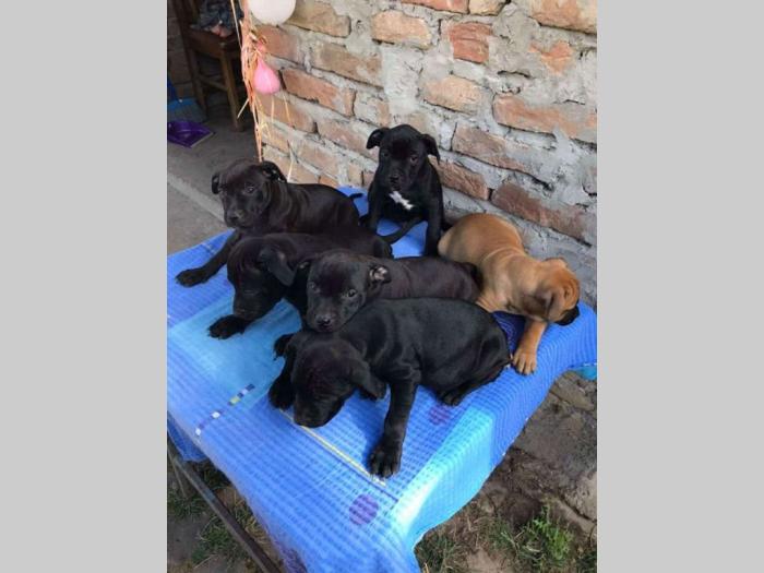 pit bul štenci na prodaju besplatni mali oglasi