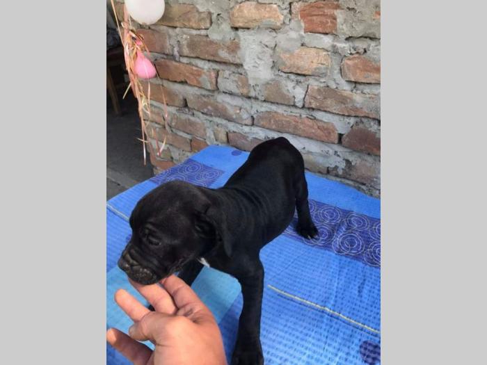 pit bul štenci na prodaju besplatni mali oglasi