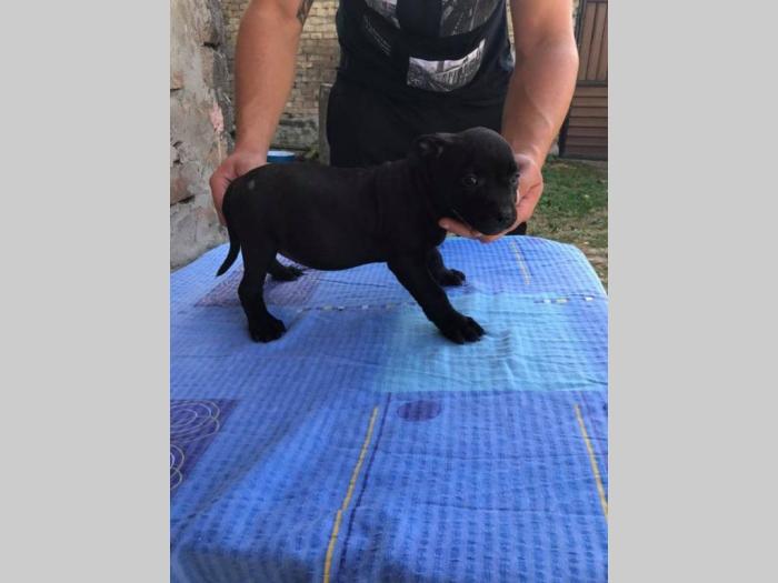 pit bul štenci na prodaju besplatni mali oglasi