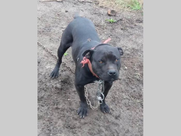 pit bul štenci na prodaju besplatni mali oglasi