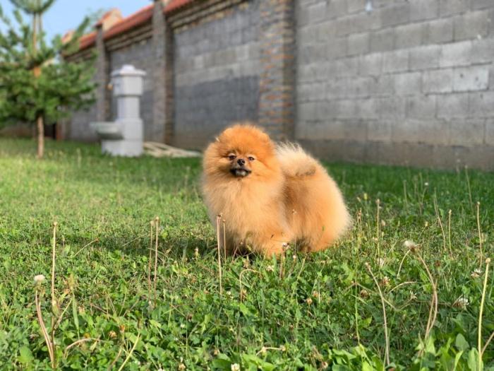pomeranac slobodan za parenje besplatni mali oglasi