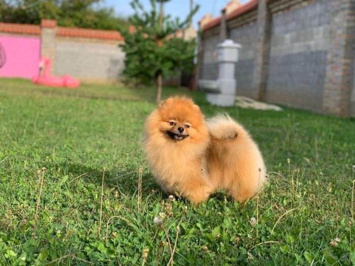 pomeranac slobodan za parenje besplatni mali oglasi