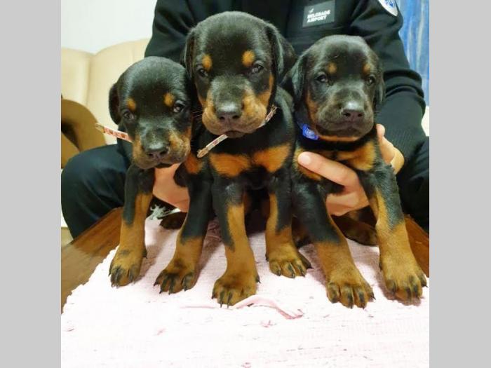 doberman besplatni mali oglasi