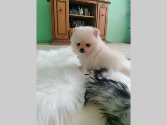 pomeranac boo besplatni mali oglasi