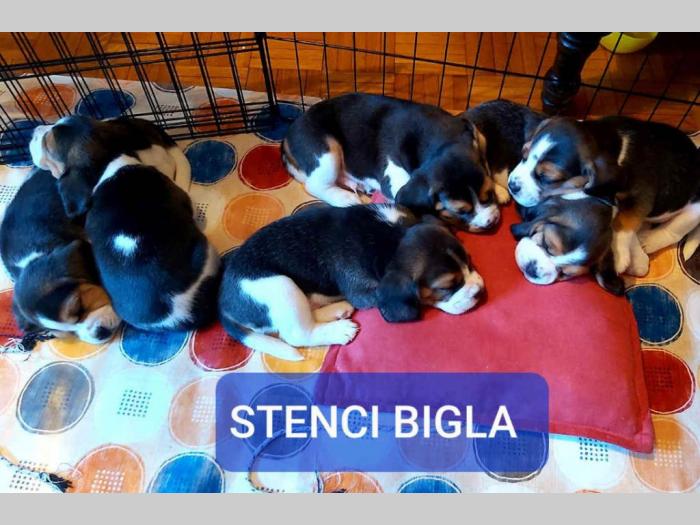 bigl dve prelepe ženke besplatni mali oglasi