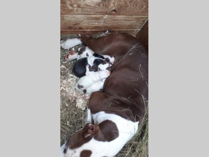 pit bul štenci besplatni mali oglasi