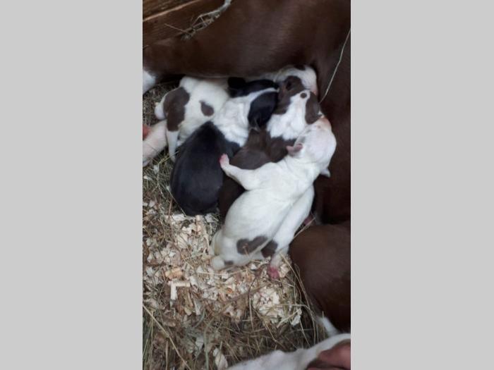 pit bul štenci besplatni mali oglasi
