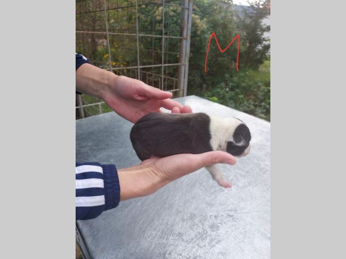 pit bul štenci besplatni mali oglasi