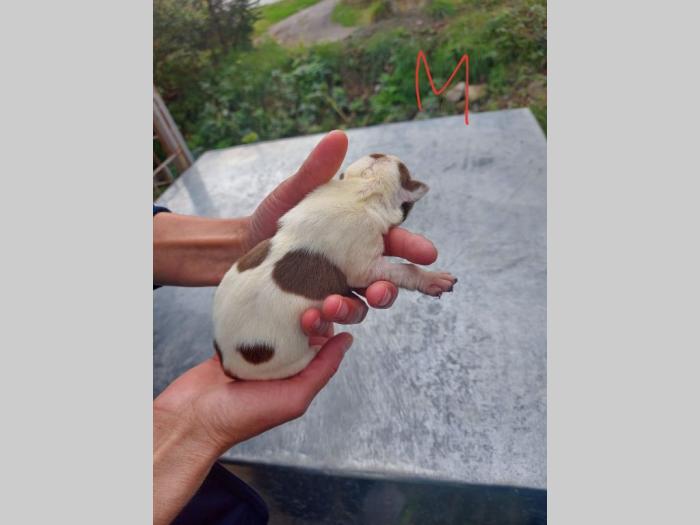 pit bul štenci besplatni mali oglasi