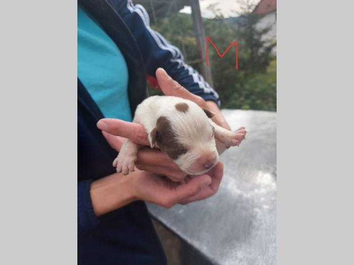pit bul štenci besplatni mali oglasi