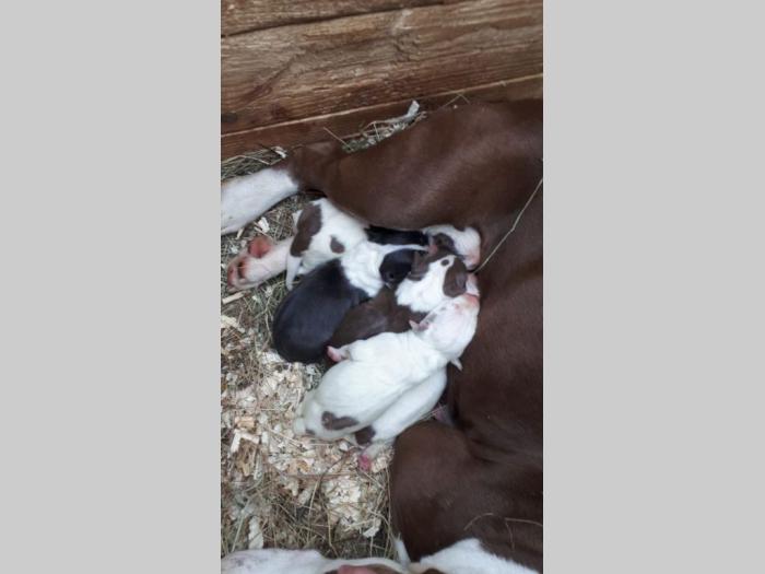 pit bul štenci besplatni mali oglasi