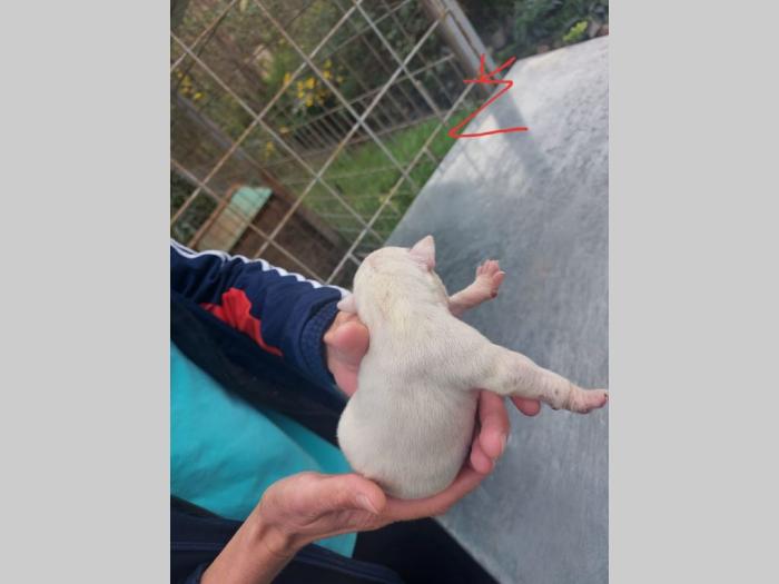 pit bul štenci besplatni mali oglasi