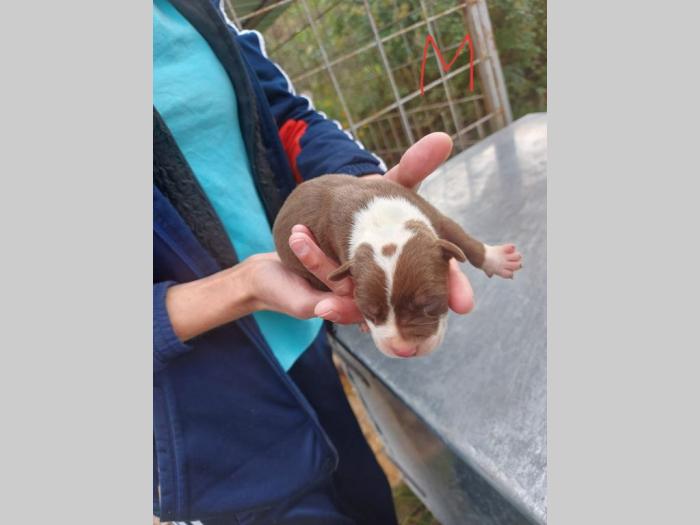 pit bul štenci besplatni mali oglasi