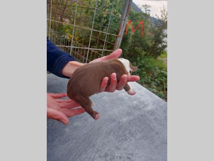 pit bul štenci besplatni mali oglasi