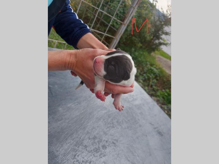 pit bul štenci besplatni mali oglasi