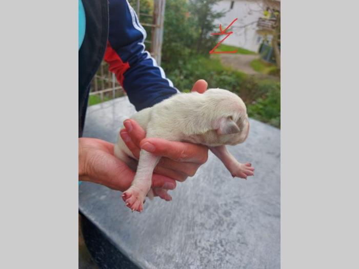 pit bul štenci besplatni mali oglasi