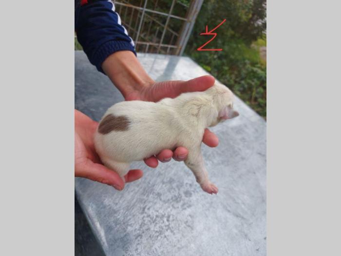 pit bul štenci besplatni mali oglasi