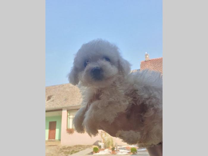 kovrdžavi bišon štenci besplatni mali oglasi