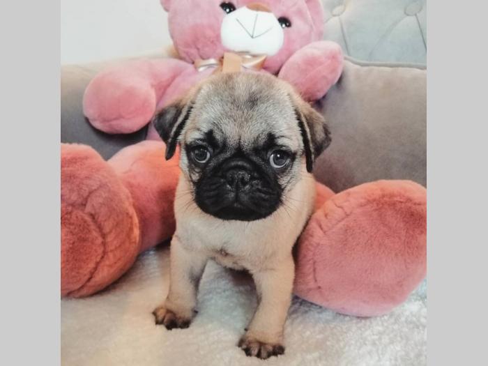 mops štenci besplatni mali oglasi