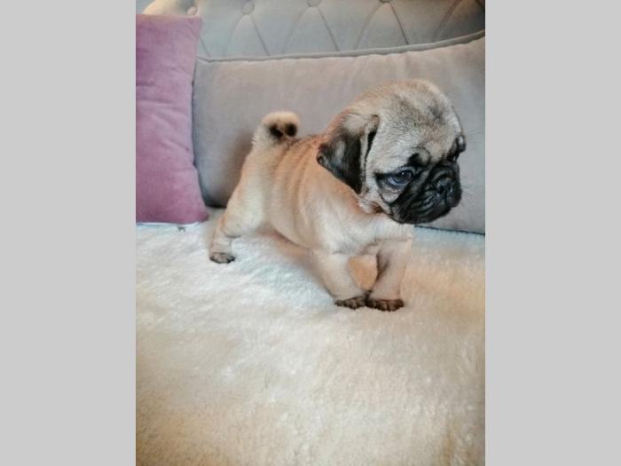mops štenci besplatni mali oglasi