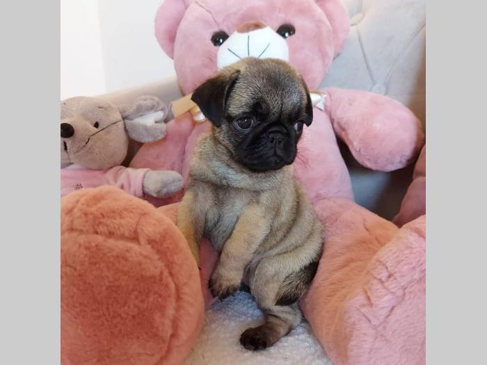 mops štenci besplatni mali oglasi