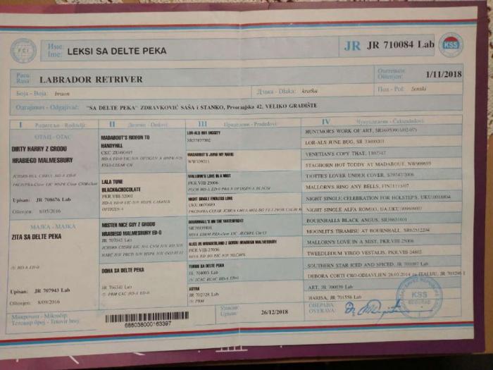 čokoladni labradori vrhunskog porekla besplatni mali oglasi