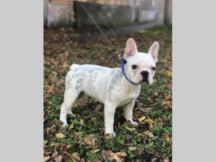 francuski buldog štene od 3 meseca besplatni mali oglasi