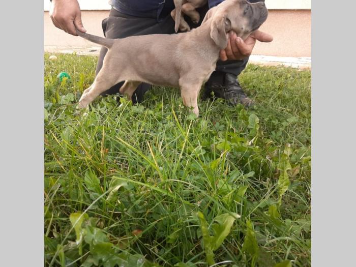kane korso štenci besplatni mali oglasi