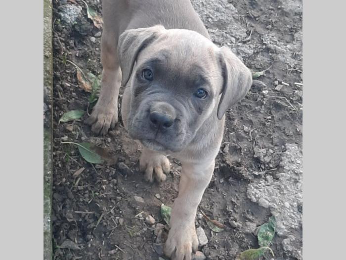 kane korso štenci besplatni mali oglasi