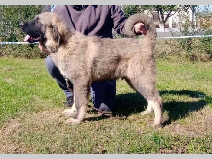 kavkaski ovčar štene besplatni mali oglasi