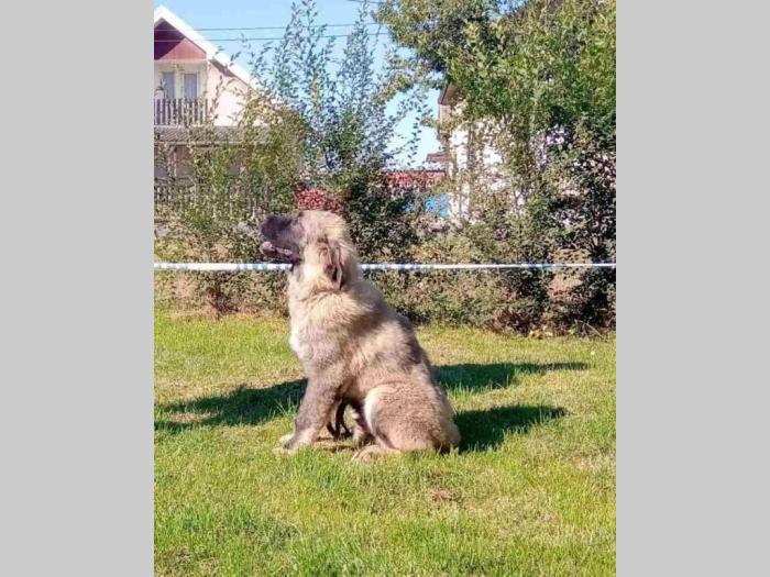 kavkaski ovčar štene besplatni mali oglasi