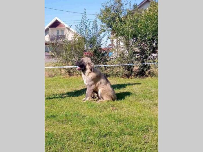 kavkaski ovčar štene besplatni mali oglasi