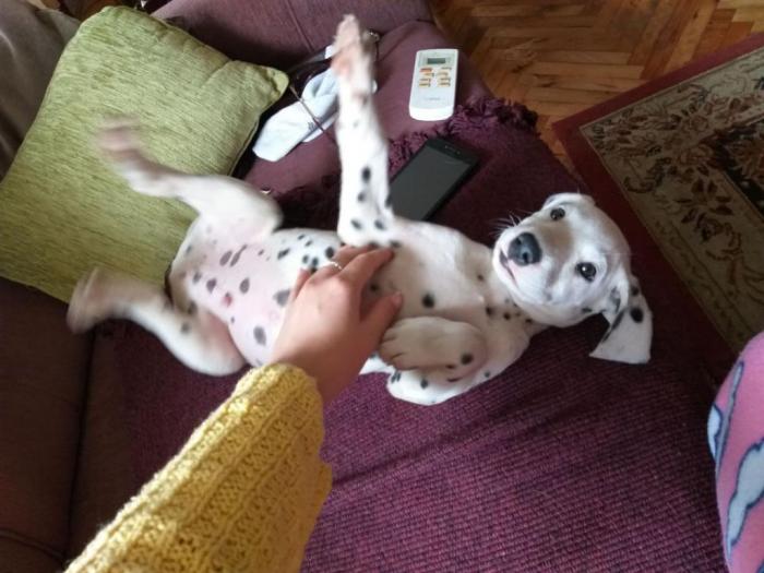 dalmatinci, štenci na prodaju besplatni mali oglasi